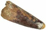 Fossil Spinosaurus Tooth - Robust Tooth #305579-1